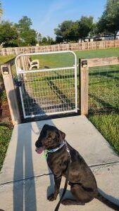 Koa #2 Black Labrador Retriever Mix Male ~2 Years Old #3766