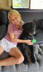 black labrador mix