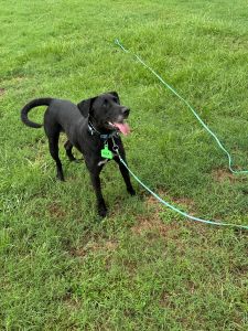 Koa #2 Black Labrador Retriever Mix Male ~2 Years Old #3766