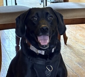 Labrador/hound Mix