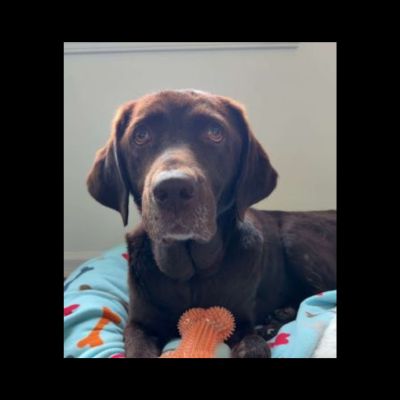 Chocolate Labrador