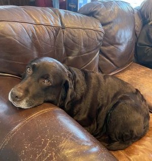 Summer #3 Chocolate Labrador Retriever Female 5 Years Old ID #3764