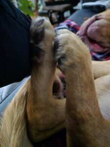 Yellow Labrador Retriever