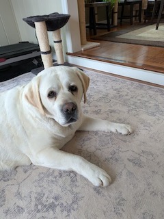 Yellow Labrador Retriever