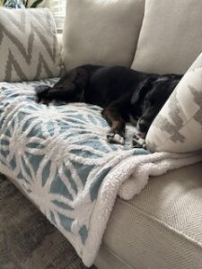 Black Labrador Mix