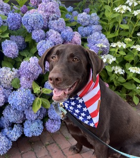 Chocolate Labrador Retriever