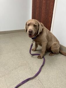 Chocolate Labrador