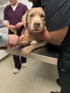 Chocolate Labrador