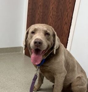 Chaunce Silver Labrador Retriever Male 10 Years Old ID #3608