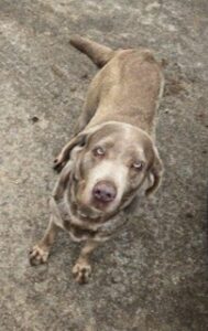 Trila #3 Silver Labrador Retriever Female 8 Years Old ID #3609