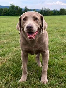 silver labrador retriever