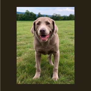 silver labrador retriever