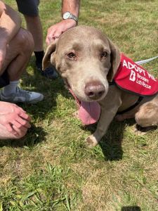silver labrador retriever