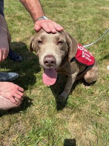 silver labrador retriever