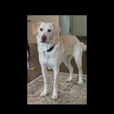 Yellow Labrador Retriever mix