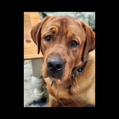 Yellow Labrador