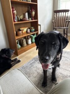 Black Labrador Mix