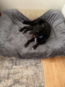 Black Labrador Mix