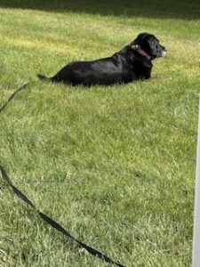 Black Labrador Mix