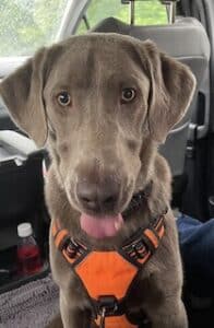 Silver Labrador Retriever