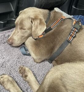 Silver Labrador Retriever