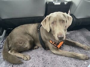 Silver Labrador Retriever