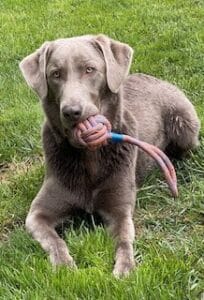 Silver Labrador Retriever