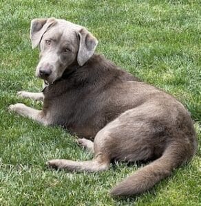 Silver Labrador Retriever