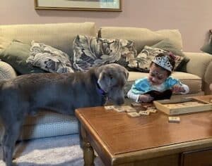 Silver Labrador Retriever