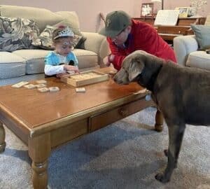 Silver Labrador Retriever