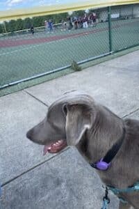 Silver Labrador Retriever