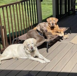 Silver Labrador Retriever