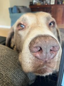 Chocolate Labrador Retriever