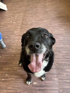 Black Labrador Mixes