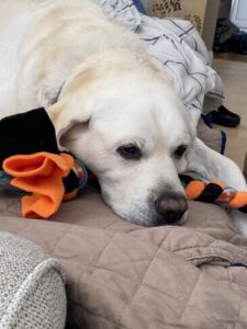 Yellow Labrador