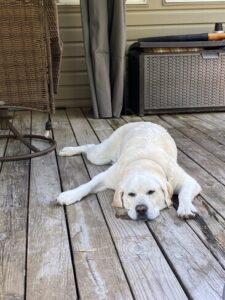 Yellow Labrador