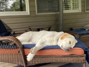 Yellow Labrador