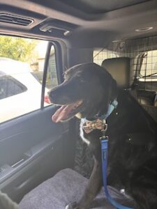 Black Labrador Mix