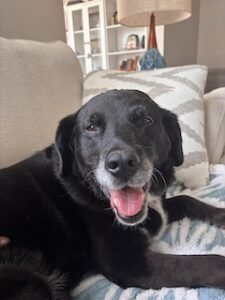 Black Labrador Mix