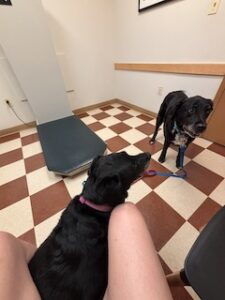 Black Labrador Mix