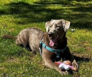 Silver Labrador Retriever