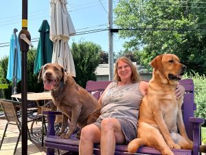 silver and yellow labrador retrieves and women on a bench