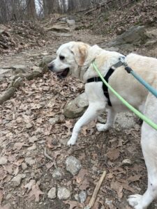 Yellow Labrador Retriever