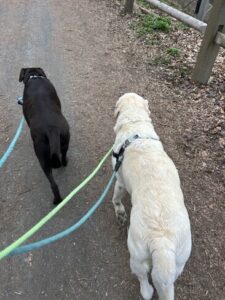 Yellow Labrador Retriever