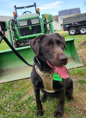 Chocolate Labrador