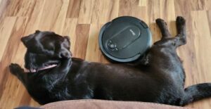 Chocolate Labrador