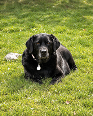 black Labrador Retriever