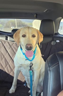 Yellow Labrador