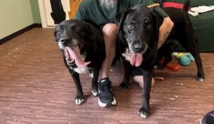 Black Labrador Mixes