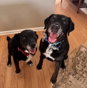 Black Labrador Mix